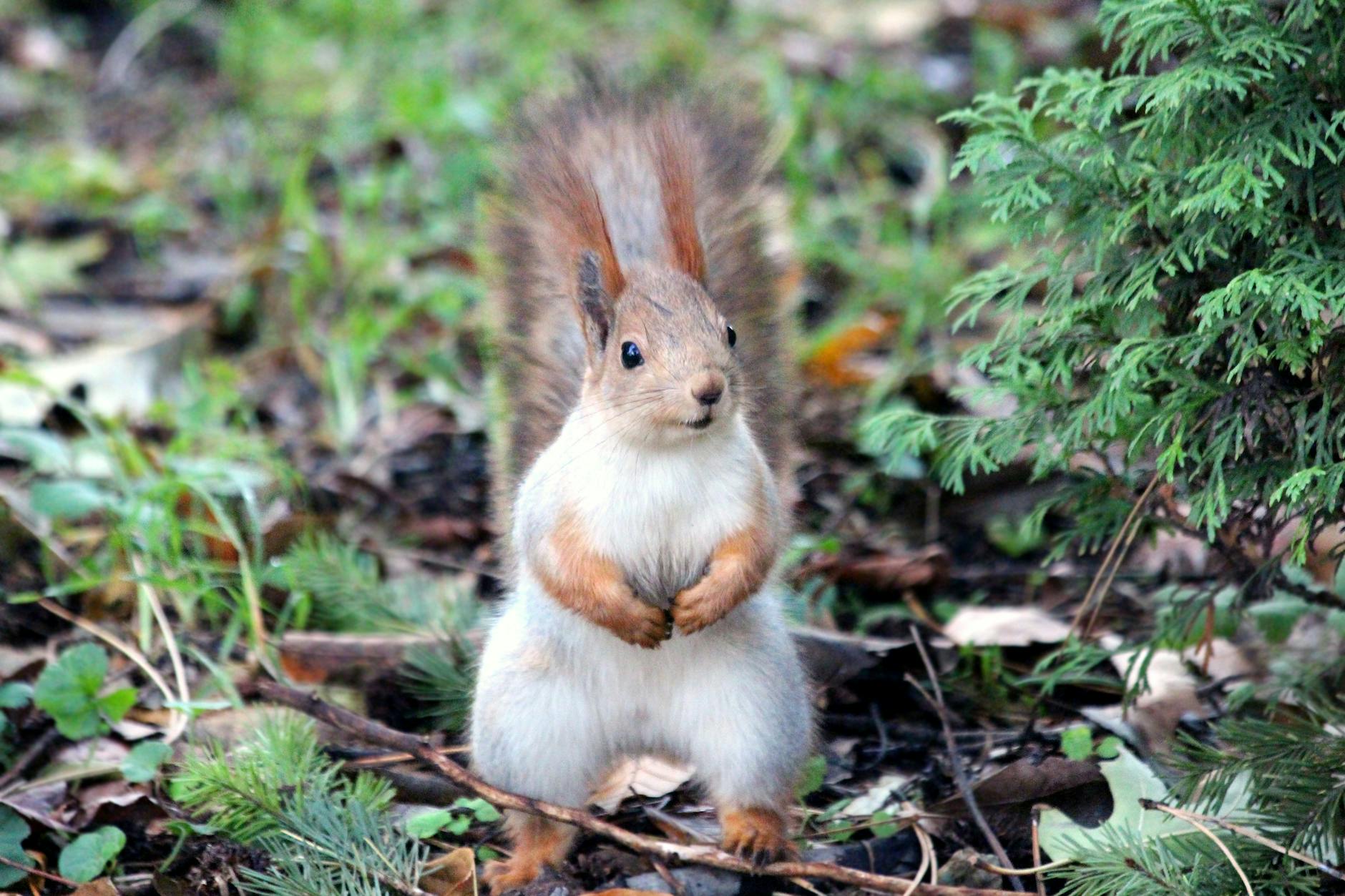 Can You Keep a Pet Squirrel? Here Are All the Available Species