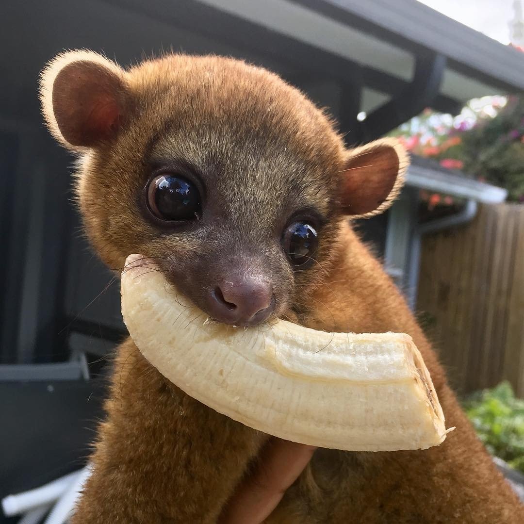 How to Take Care of a Pet Kinkajou