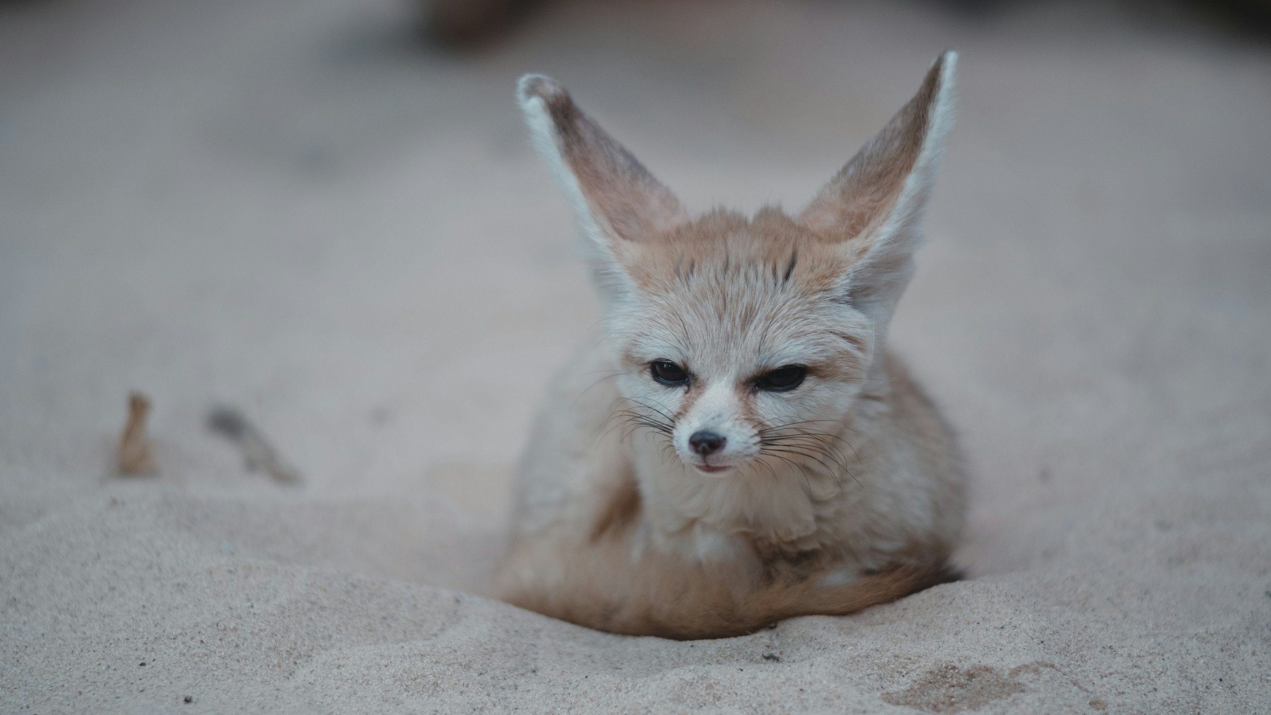 Fennec Foxes as Pets: Are They Right for You?
