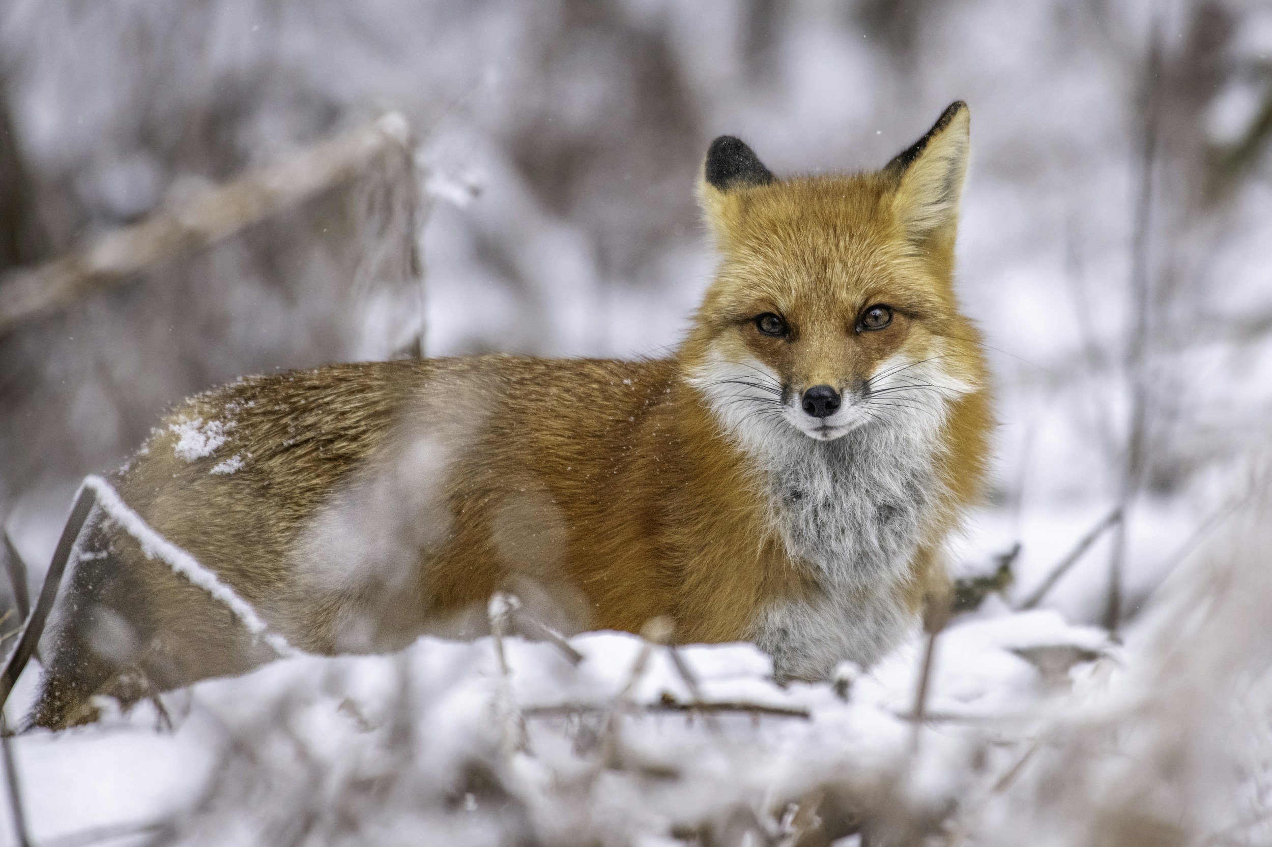 If Foxes Are Considered Domesticated Animals, They Should Be Legal to Own