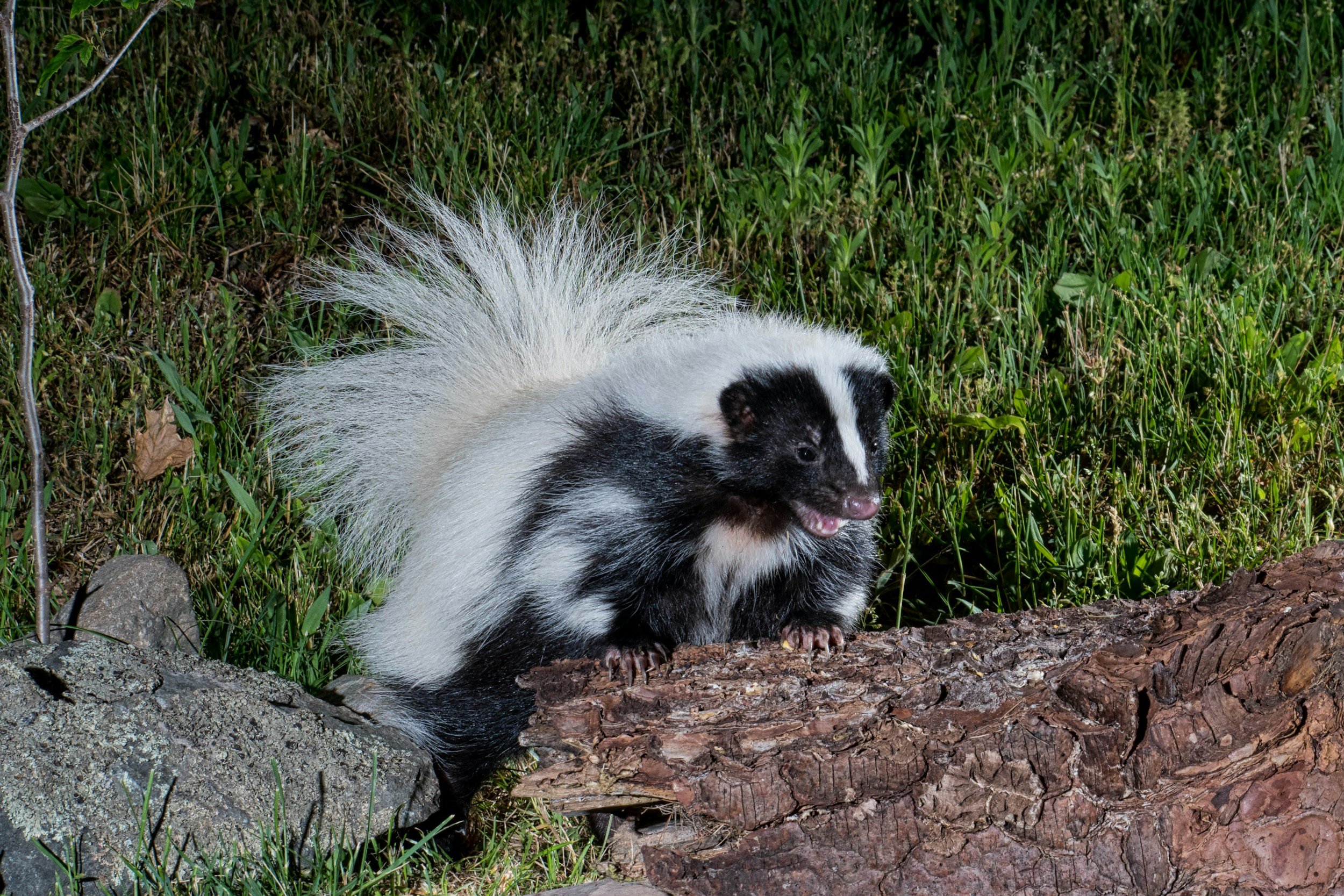 Is it Legal to Own a Pet Skunk?