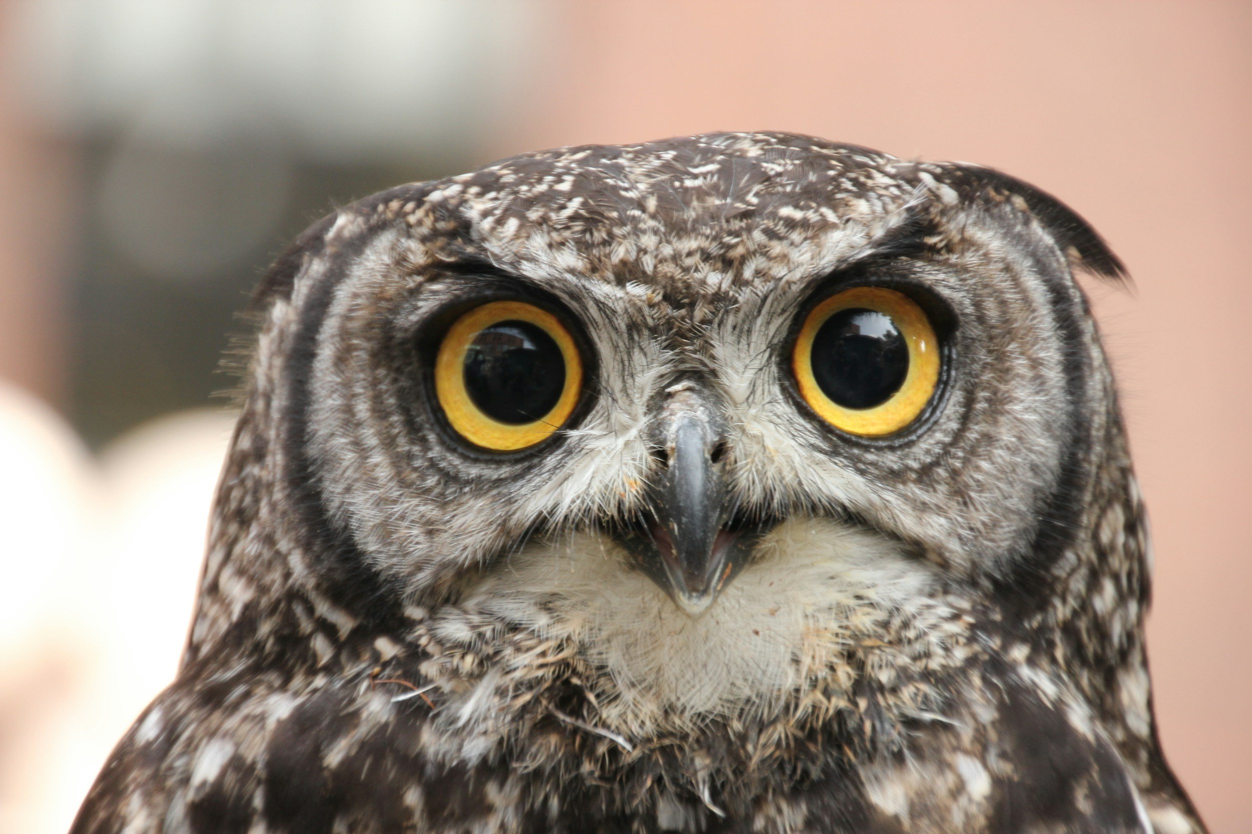 Can You Have an Owl as A Pet? The Truth About Pet Owls.